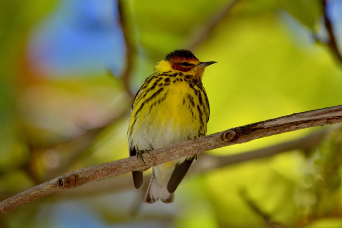 Cape May Warbler - ML152339101