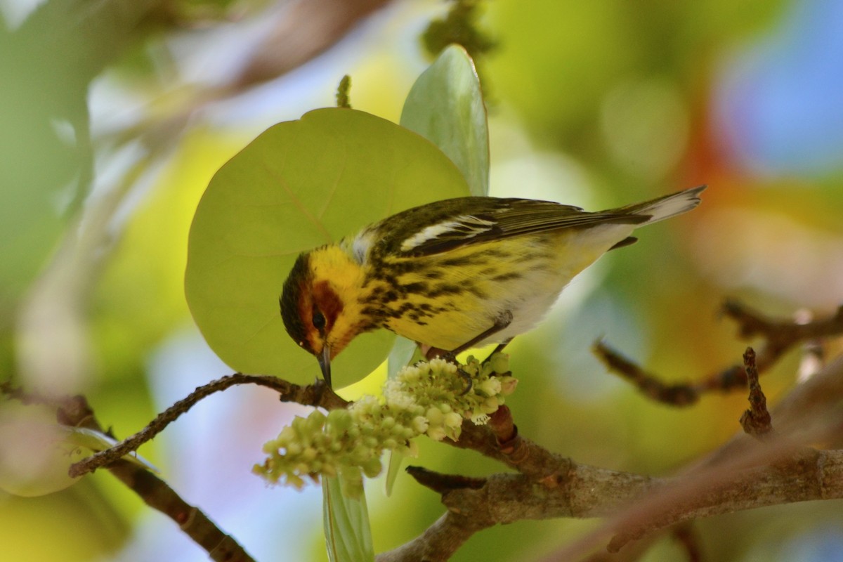 Cape May Warbler - ML152339121
