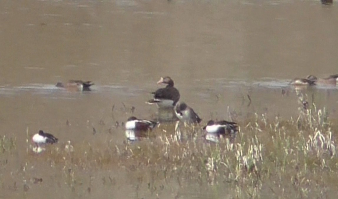 Greater White-fronted Goose - ML152339231