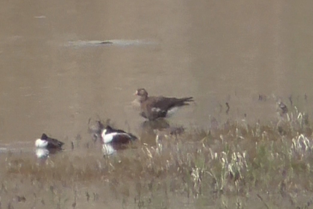 Greater White-fronted Goose - ML152339241