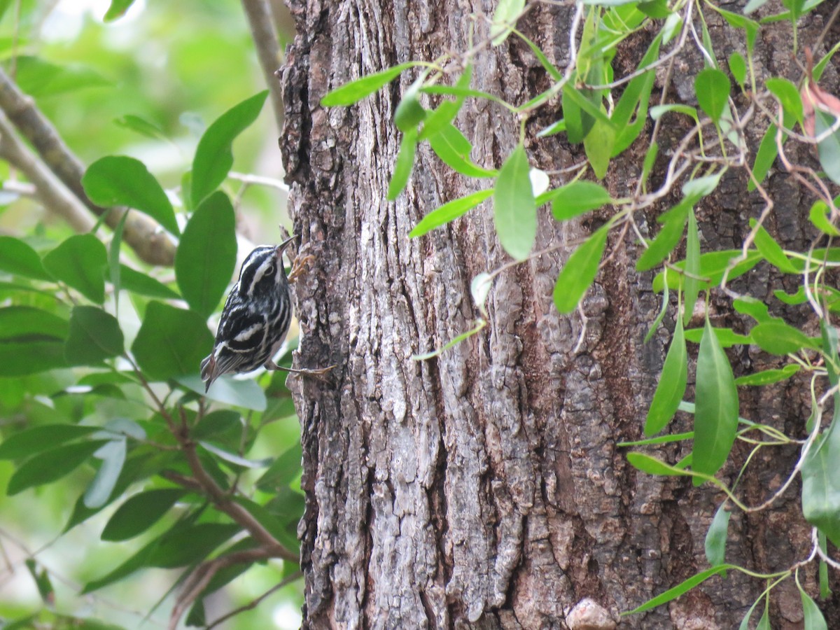 Black-and-white Warbler - ML152339371
