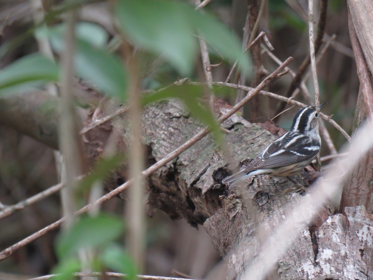 Black-and-white Warbler - ML152339881