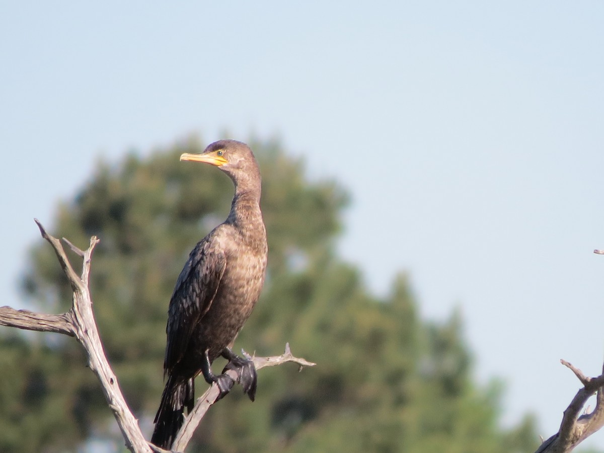 Double-crested Cormorant - T Robertson