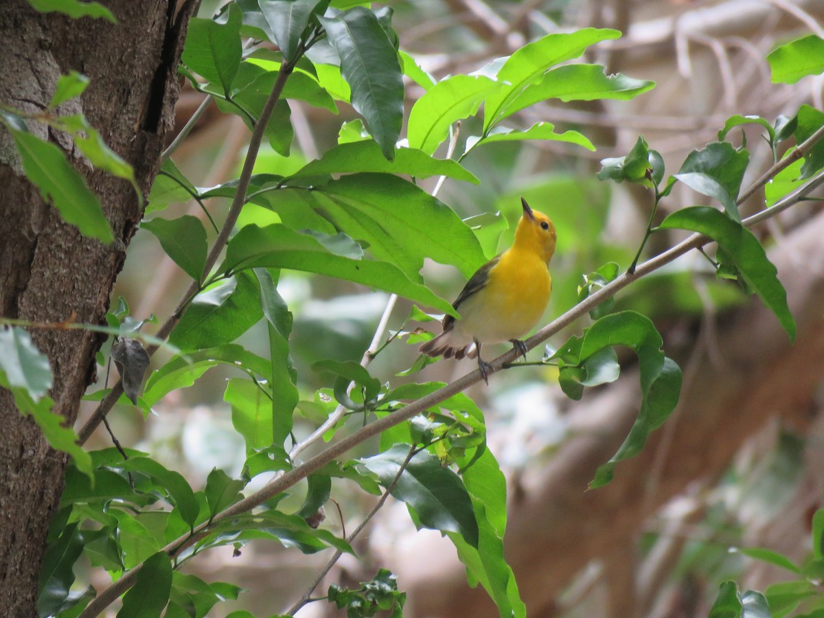 Prothonotary Warbler - ML152340011