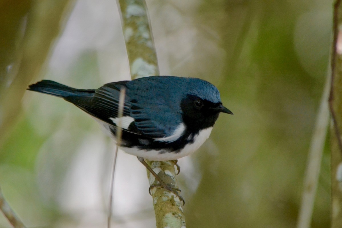 Black-throated Blue Warbler - Will Johnson