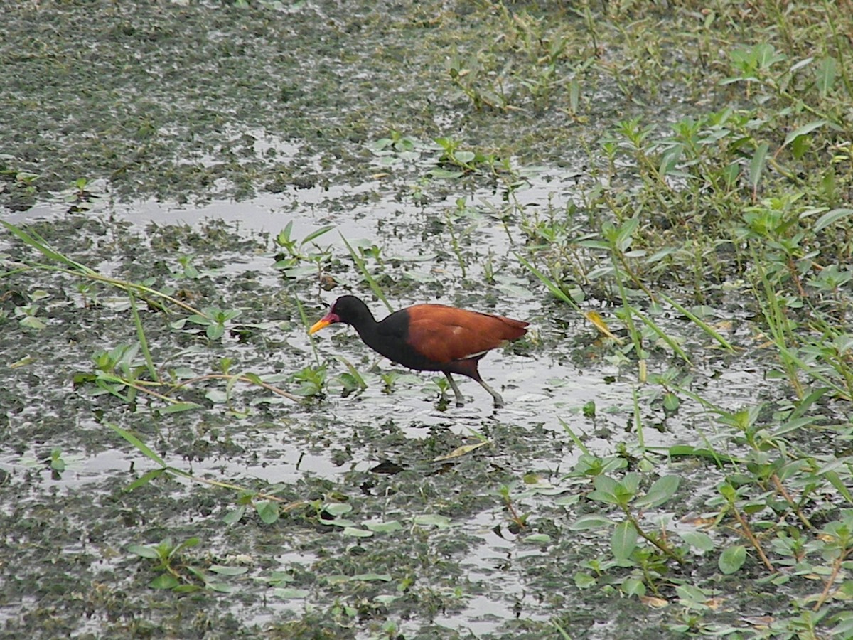 Wattled Jacana - Peregrinus Birding