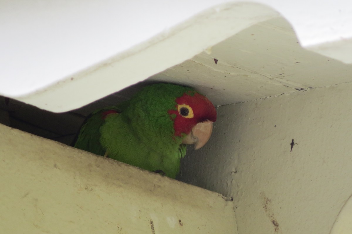 Red-masked Parakeet - Emilie Strauss