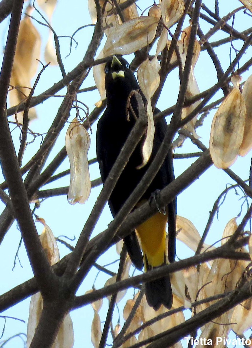 Yellow-rumped Cacique - ML152341131