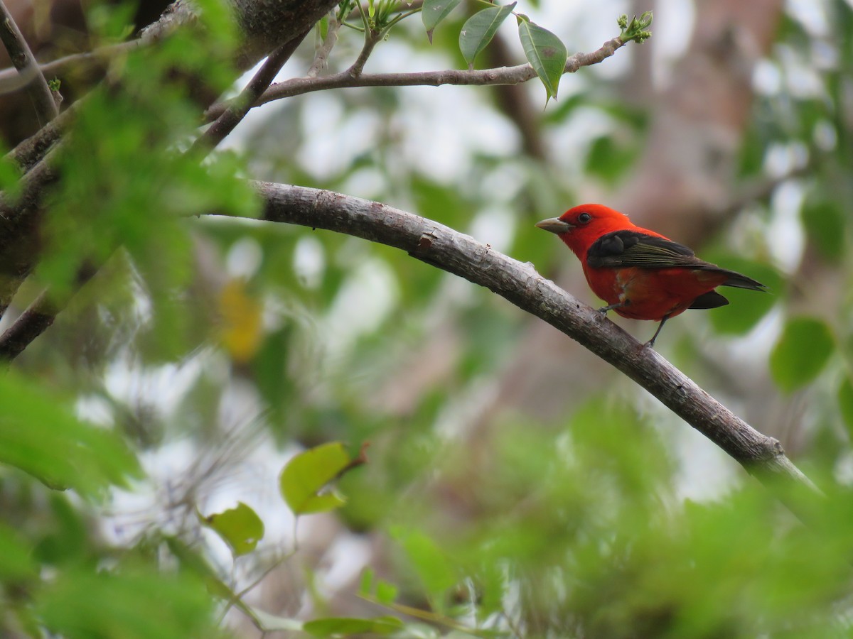 Scarlet Tanager - ML152342461