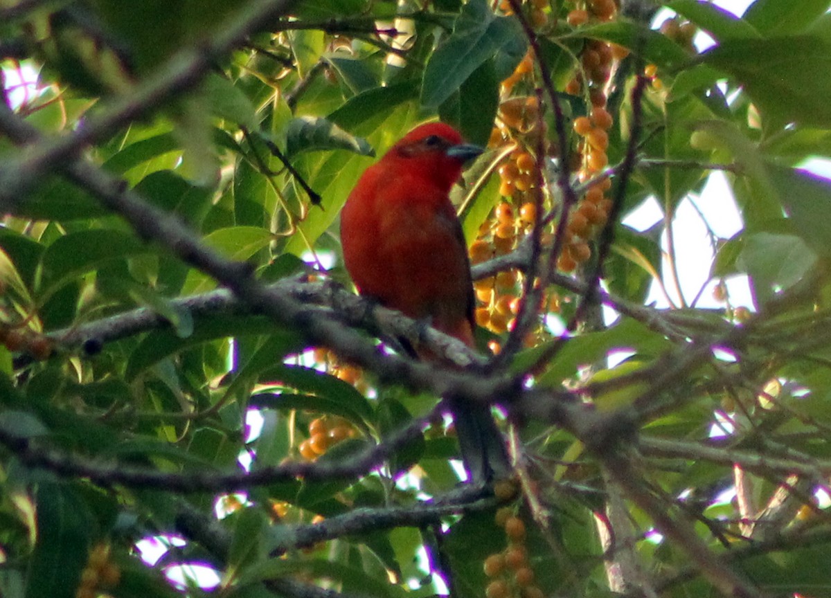 Flame-colored Tanager - ML152342761