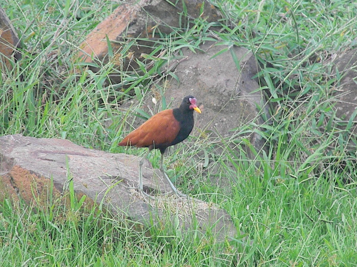Wattled Jacana - Peregrinus Birding