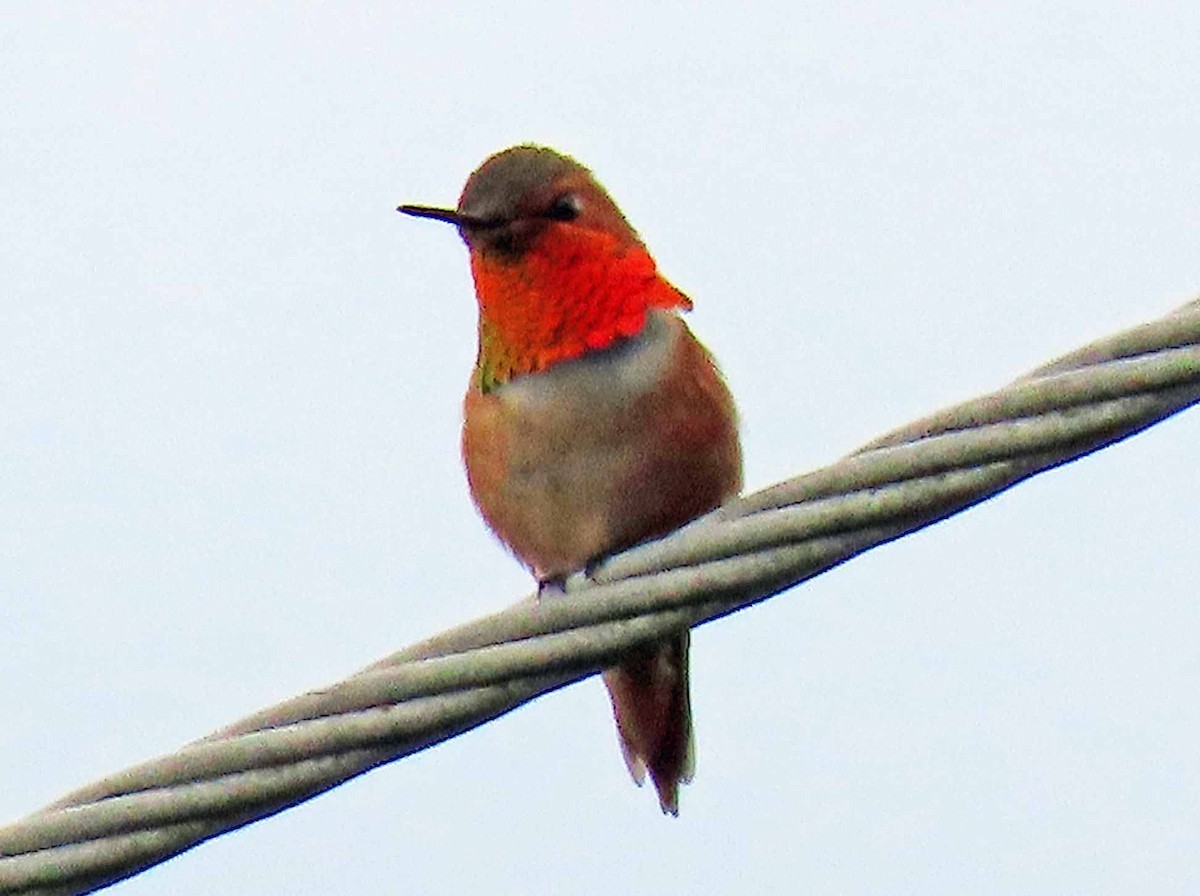 Allen's Hummingbird - Sharon Hull