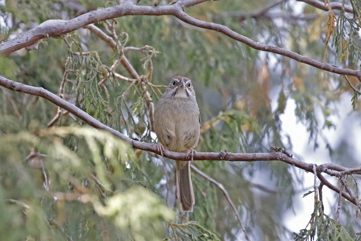 Rufous-crowned Sparrow - David McQuade