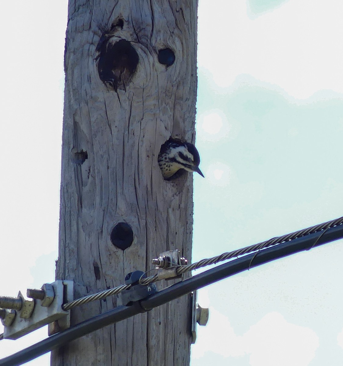 Ladder-backed Woodpecker - Tira Overstreet