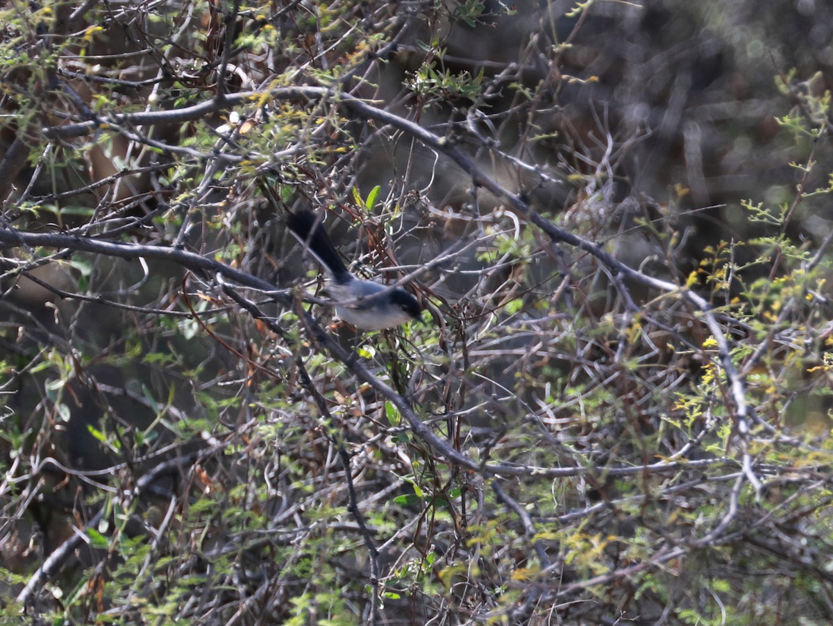 Black-tailed Gnatcatcher - ML152345471