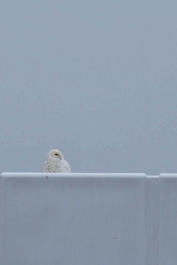 Snowy Owl - Carly Rodgers