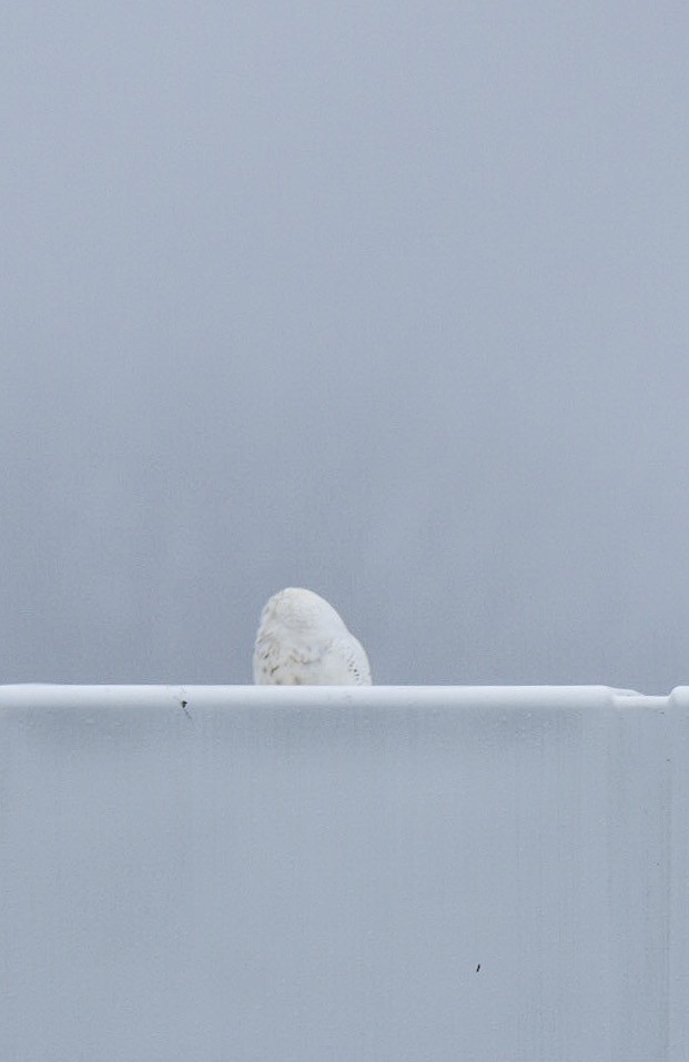 Snowy Owl - Carly Rodgers