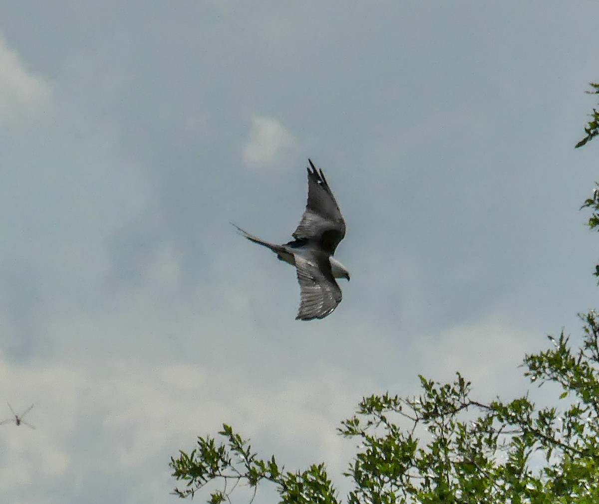 Swallow-tailed Kite - Tira Overstreet