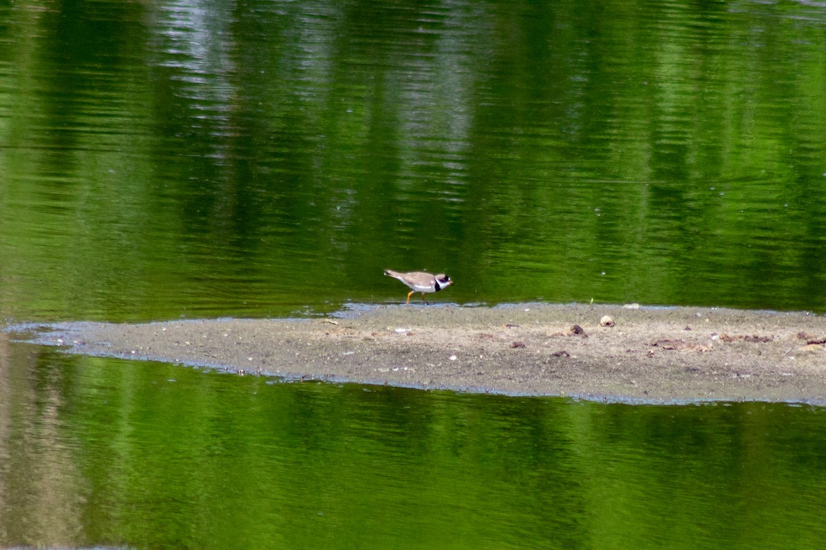 Semipalmated Plover - David Pluth