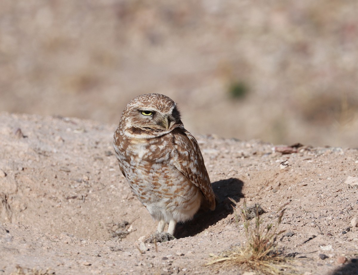 Burrowing Owl - Susan Szeszol