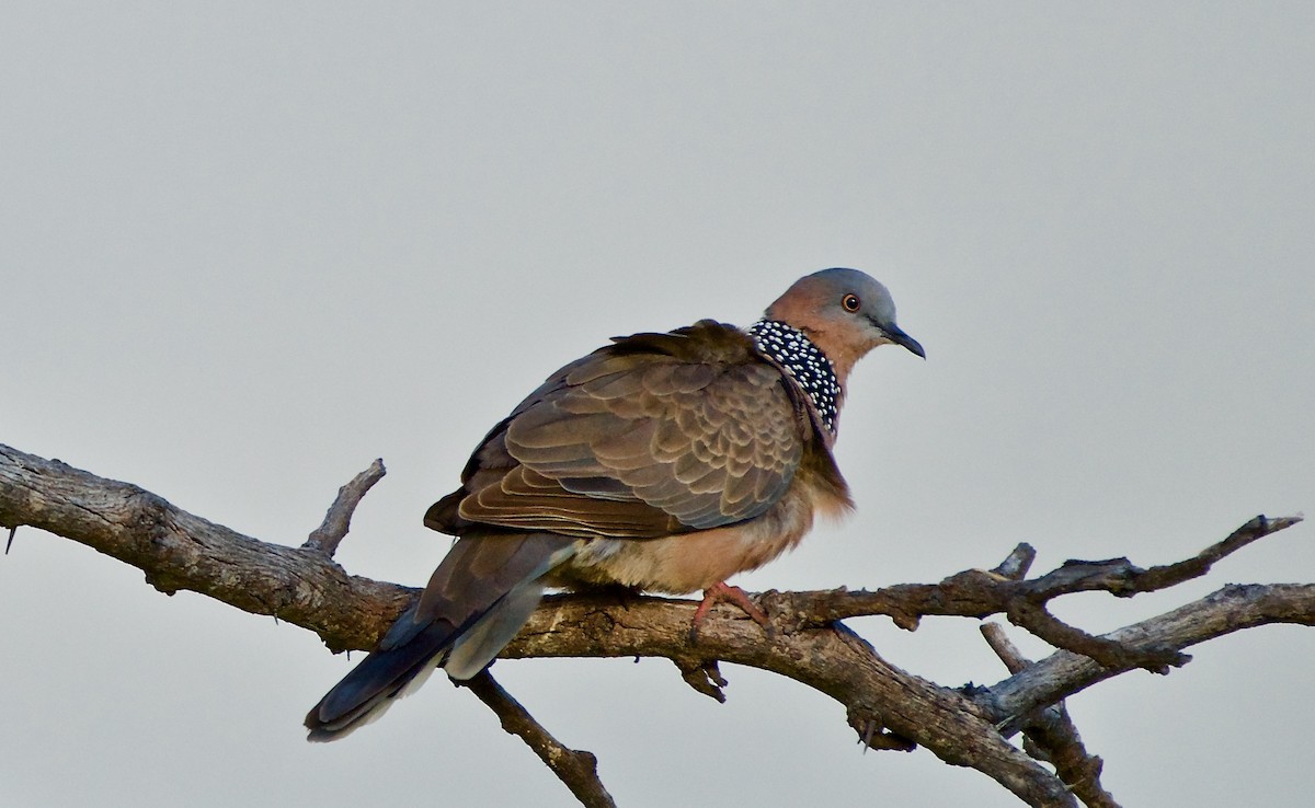 Spotted Dove - ML152346551