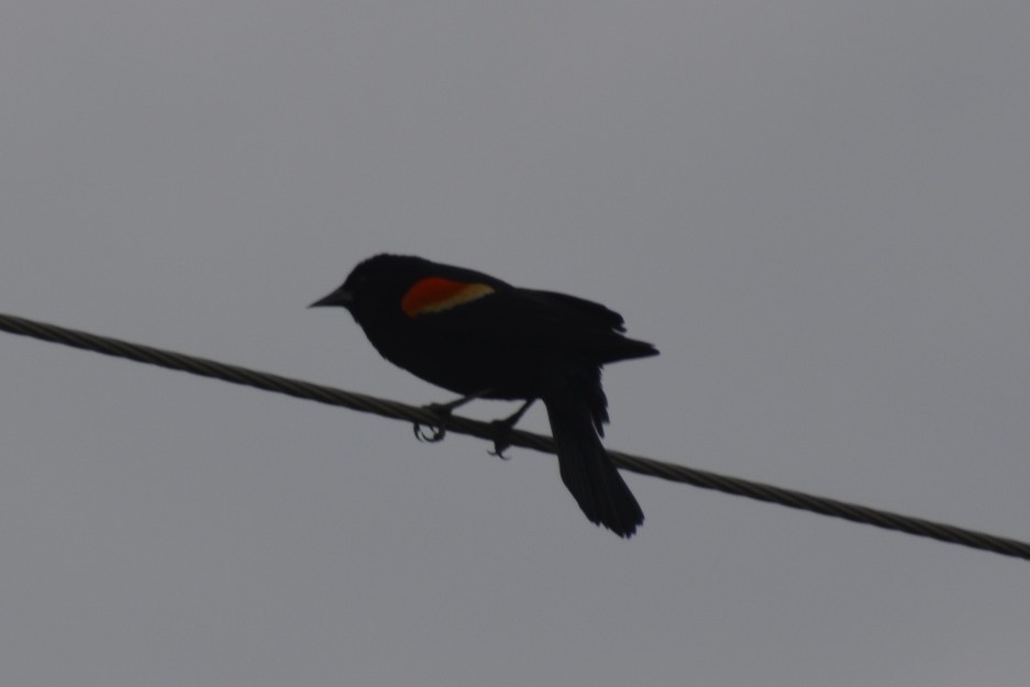 Red-winged Blackbird (Red-winged) - Randy Bodkins