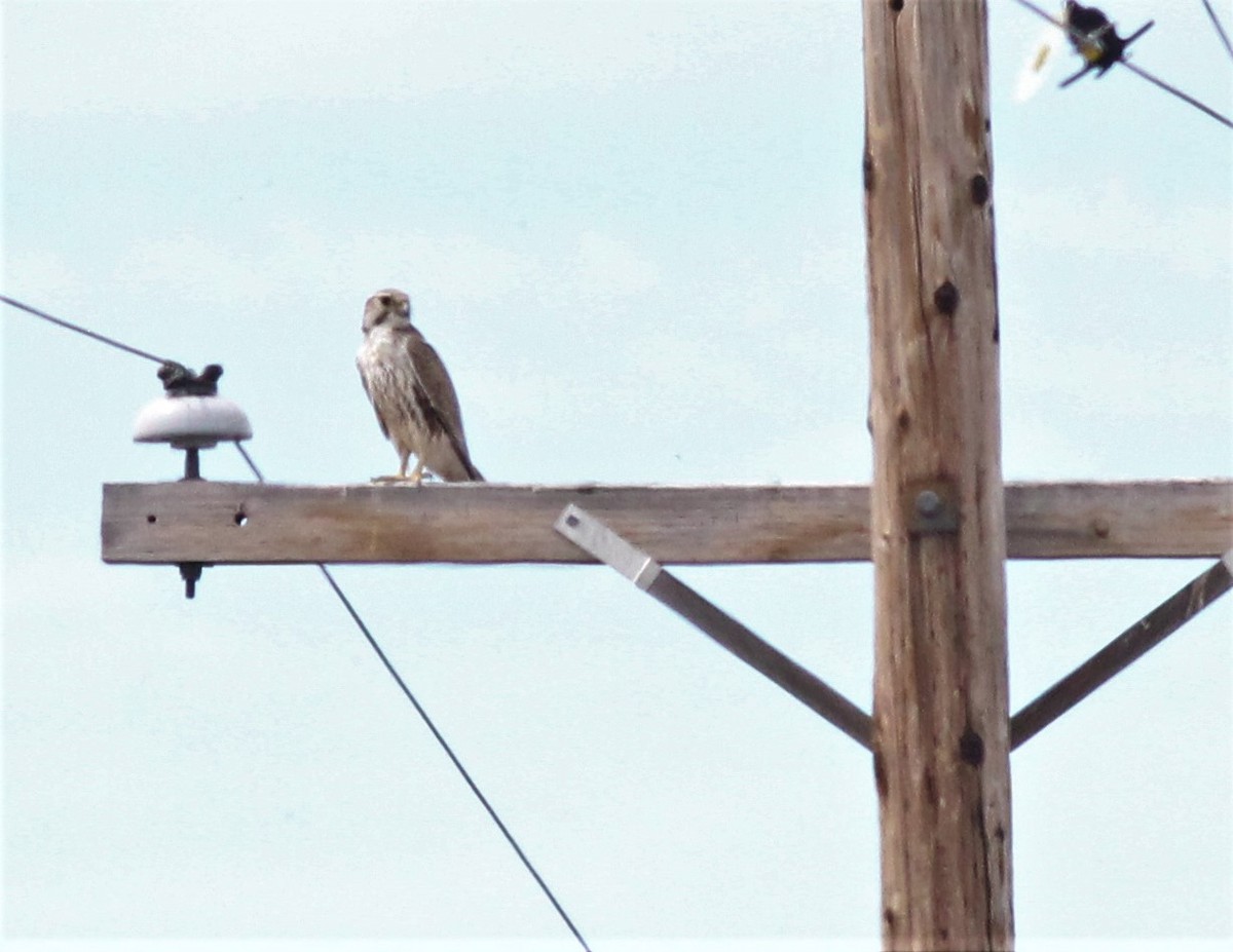Prairie Falcon - Will Wright