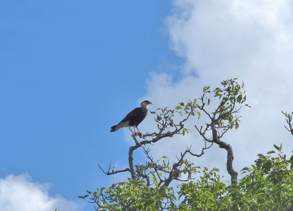 Crested Caracara (Southern) - Peregrinus Birding