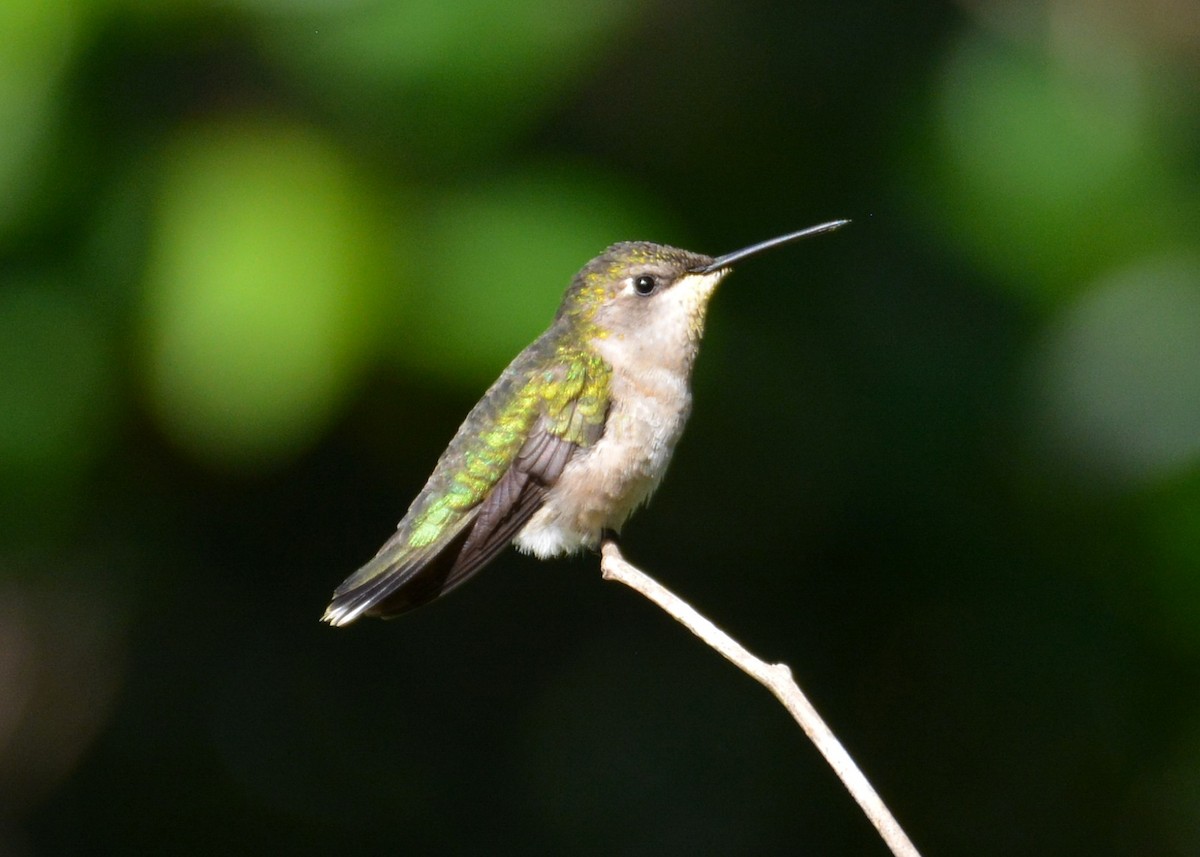 Ruby-throated Hummingbird - John Whitehead