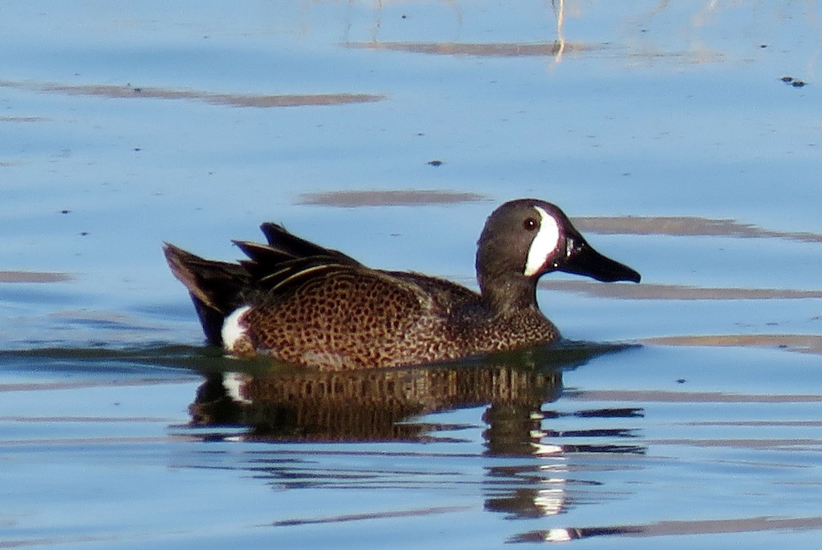 Blue-winged Teal - ML152350461