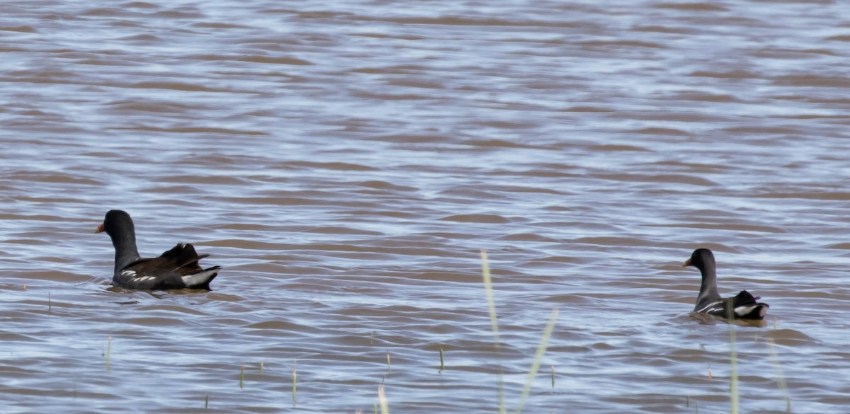 Common Gallinule - Mary & Lou Truex