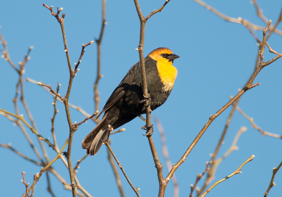 Yellow-headed Blackbird - ML152351591