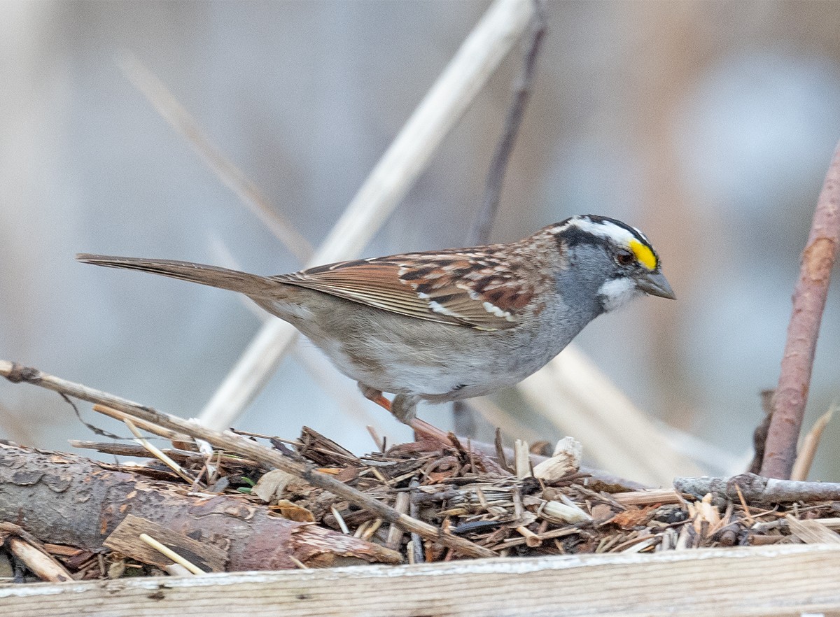 White-throated Sparrow - Cynthia Crawford