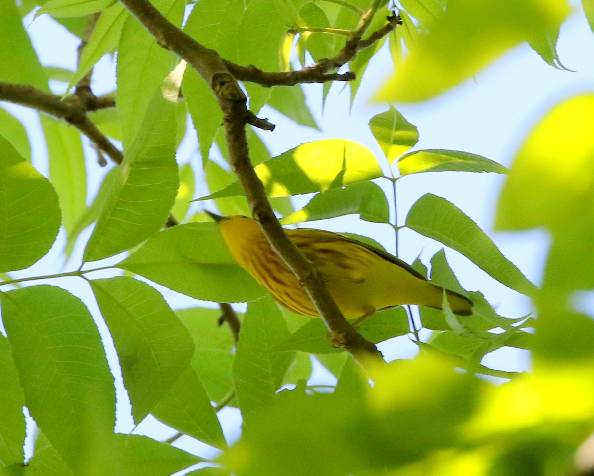 Yellow Warbler - joan garvey