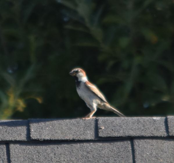 House Sparrow - ML152353221