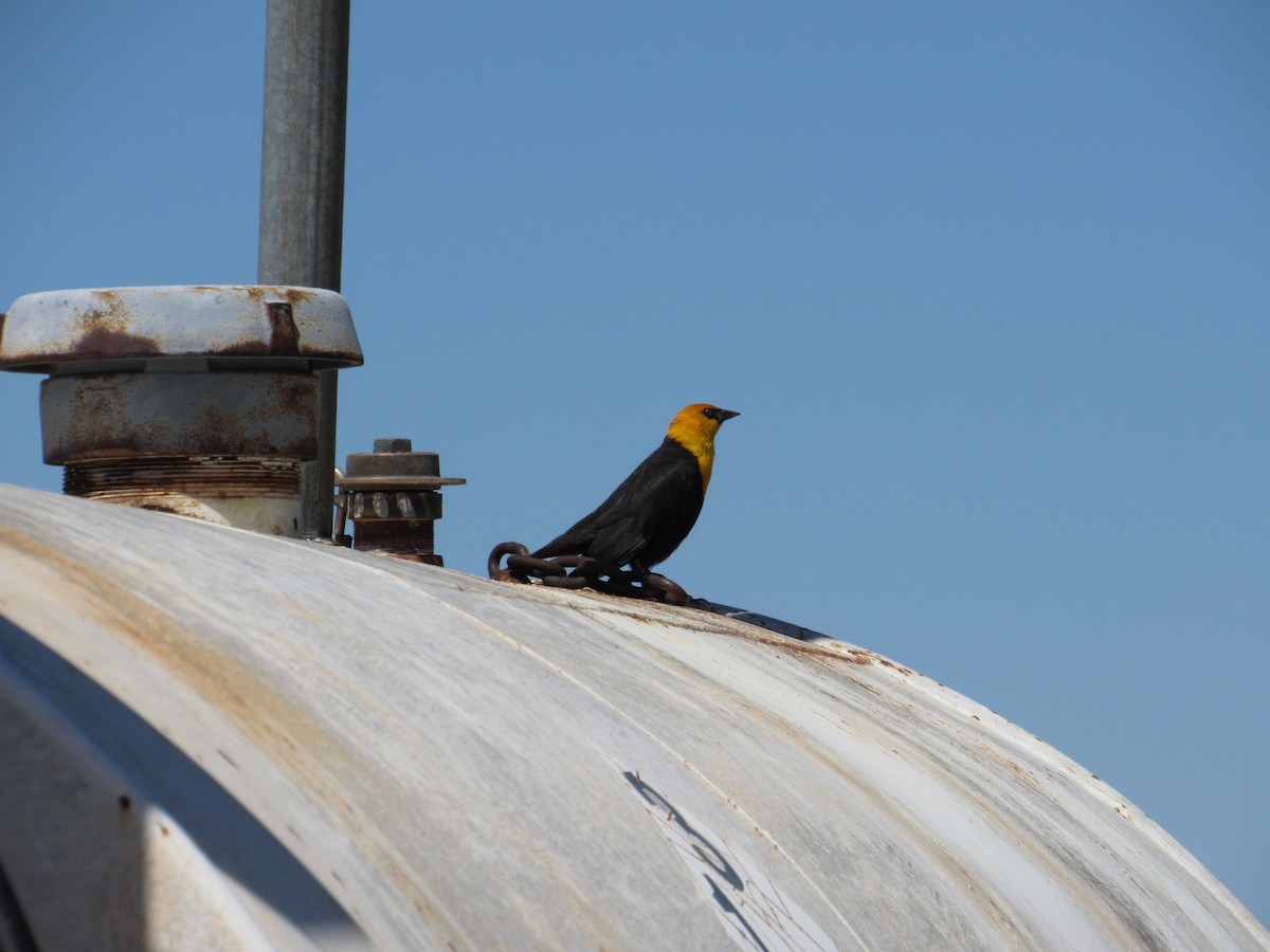 Yellow-headed Blackbird - Greg Leonard