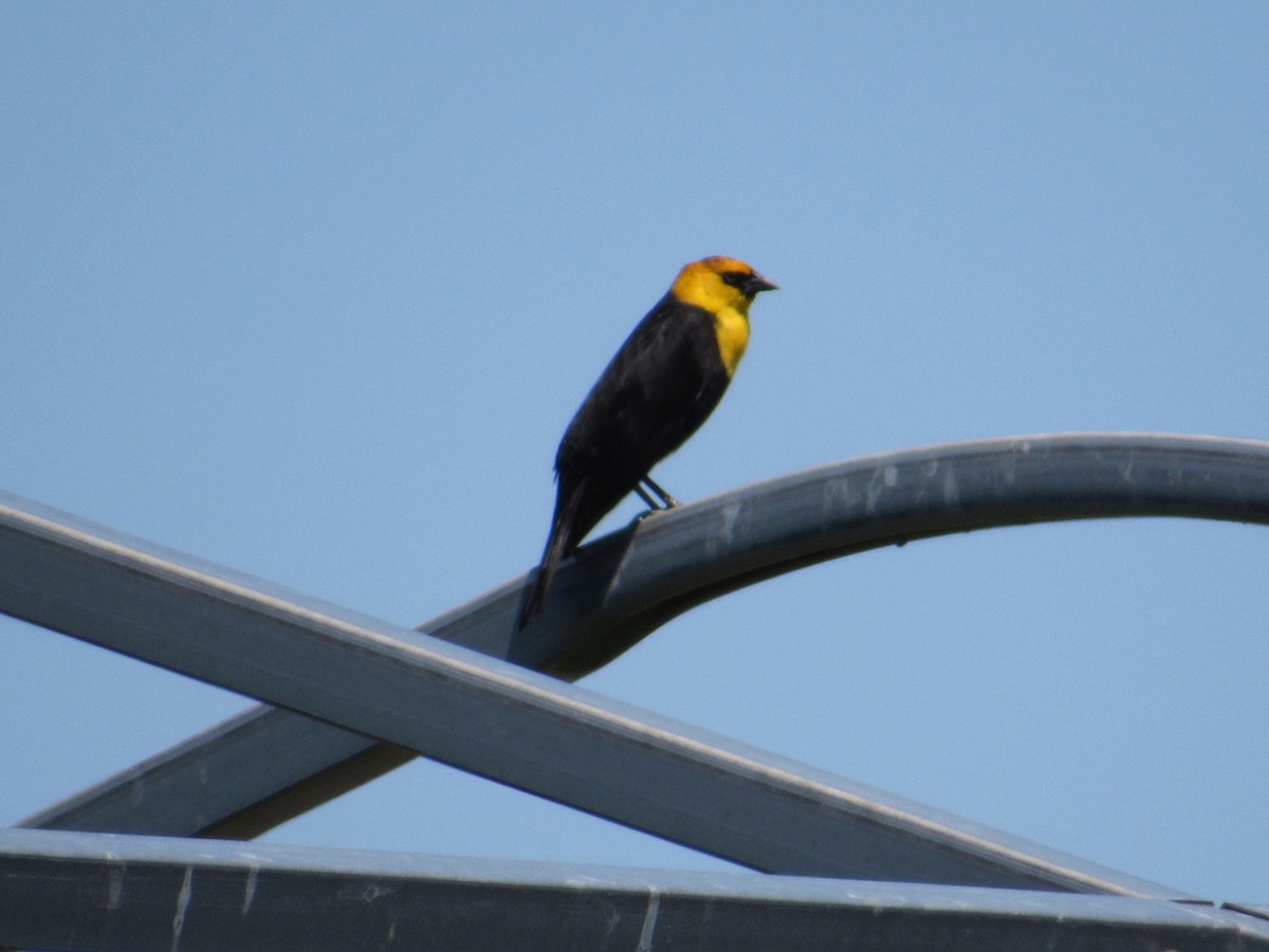 Yellow-headed Blackbird - ML152353731