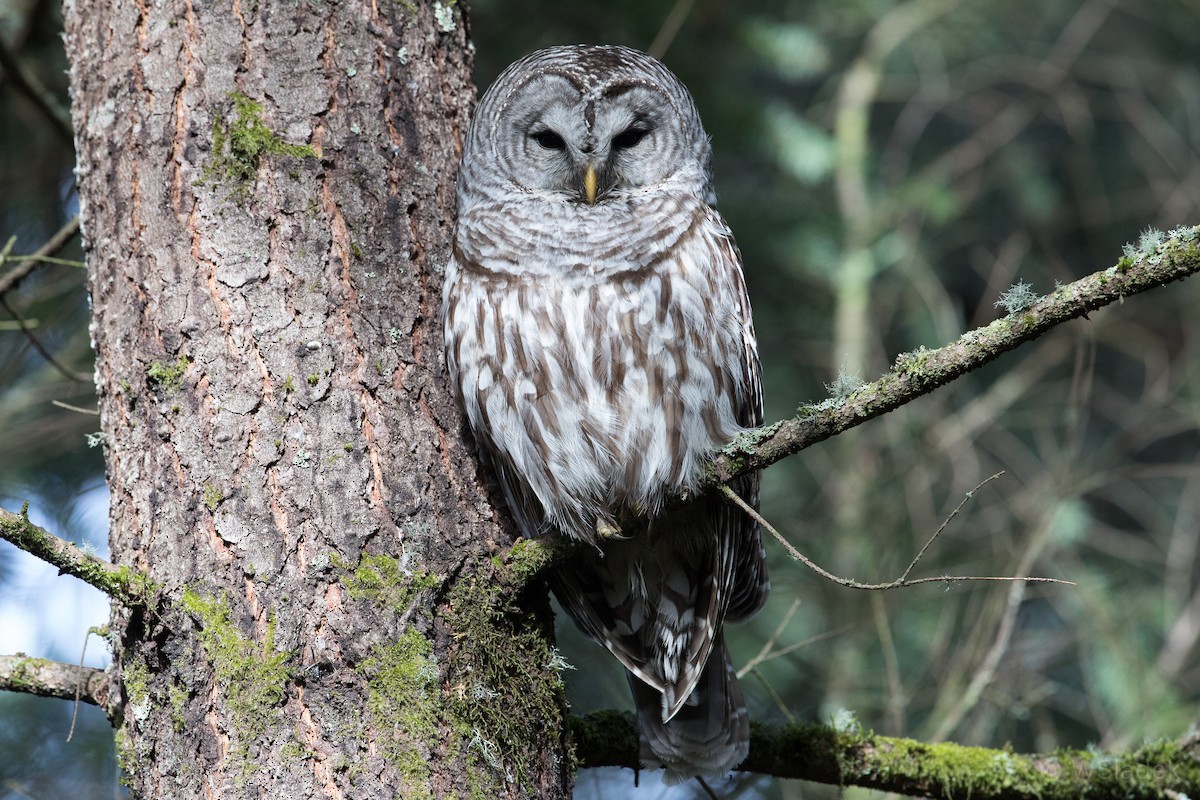 Barred Owl - Wayne Sladek