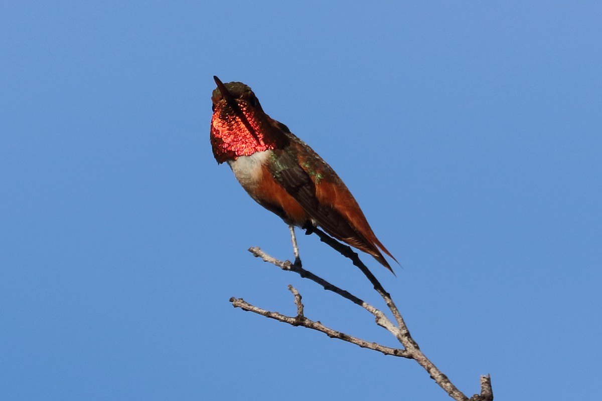 Allen's Hummingbird - Jeffrey Fenwick