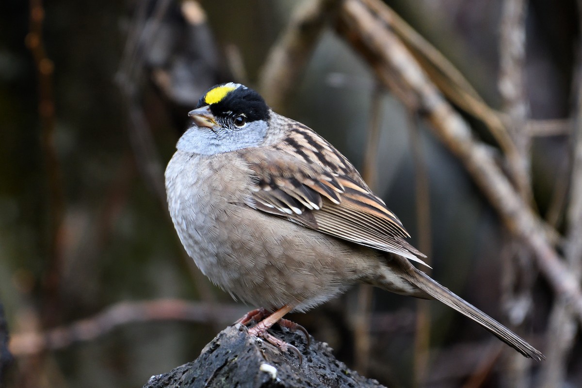 Golden-crowned Sparrow - James Moodie