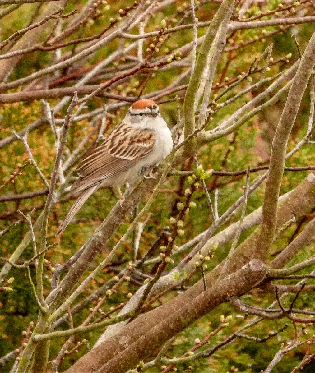 Chipping Sparrow - Kathleen Horn