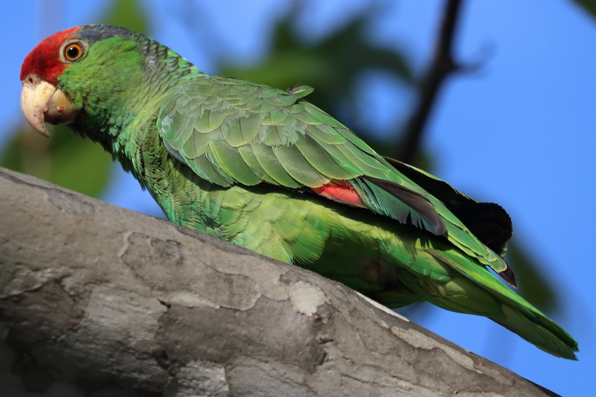 Red-crowned Parrot - Jeffrey Fenwick