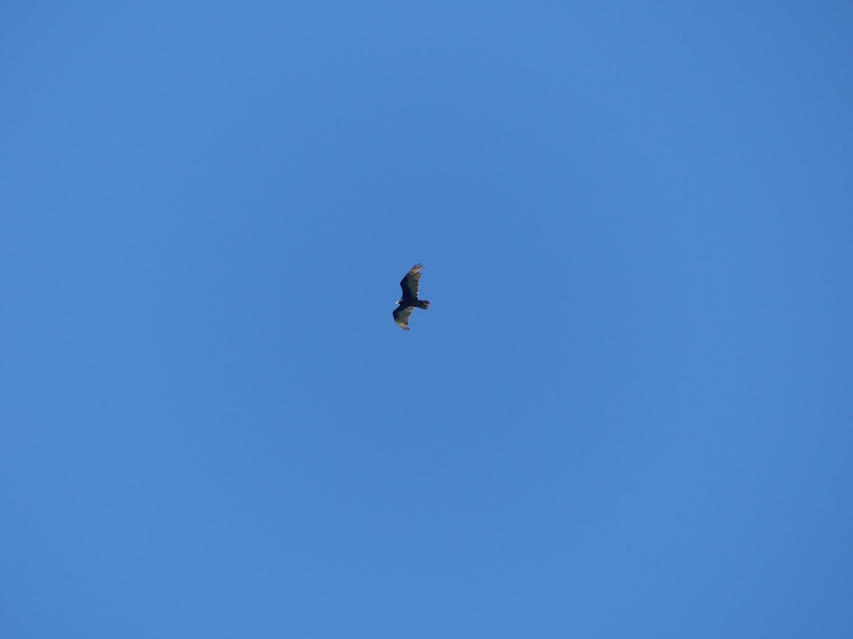 Black Vulture - Morgan Hay