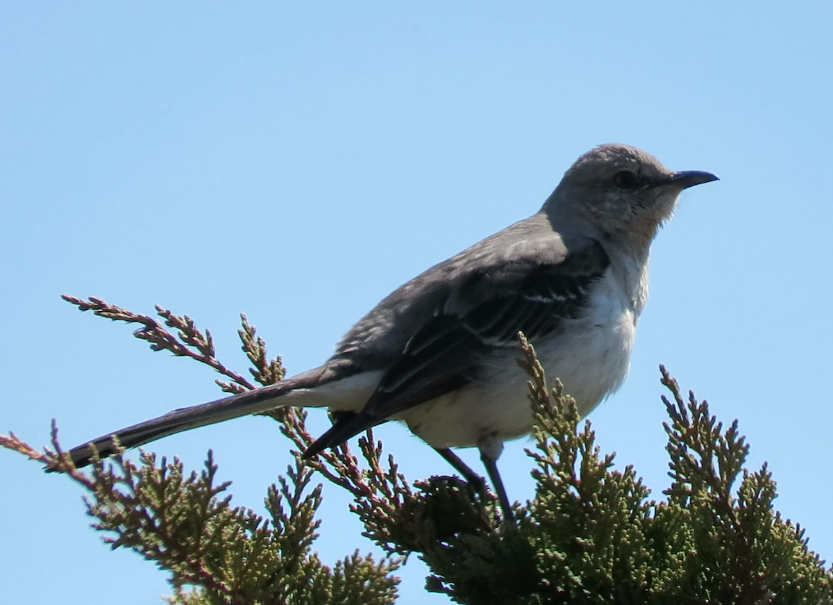 Northern Mockingbird - Barb Thomascall