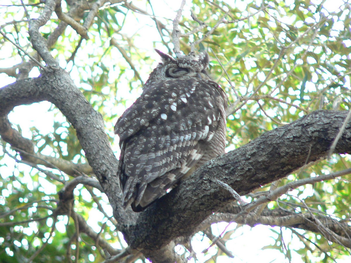 Spotted Eagle-Owl - Paul Suchanek