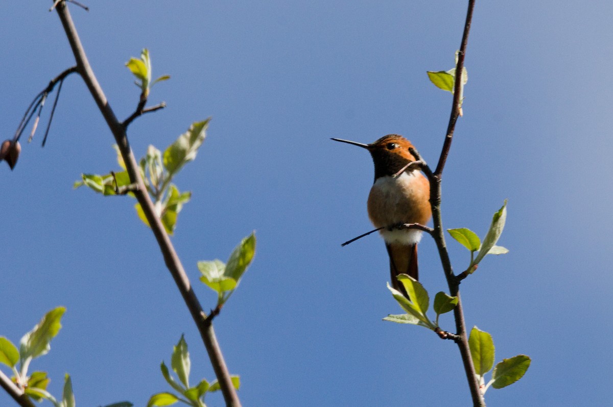 Rufous Hummingbird - Kevin Krebs