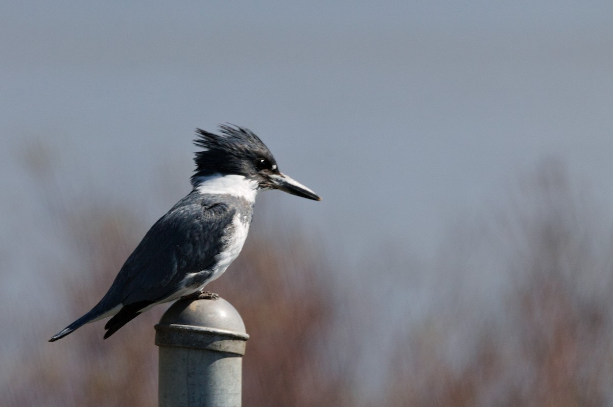 Belted Kingfisher - ML152357121