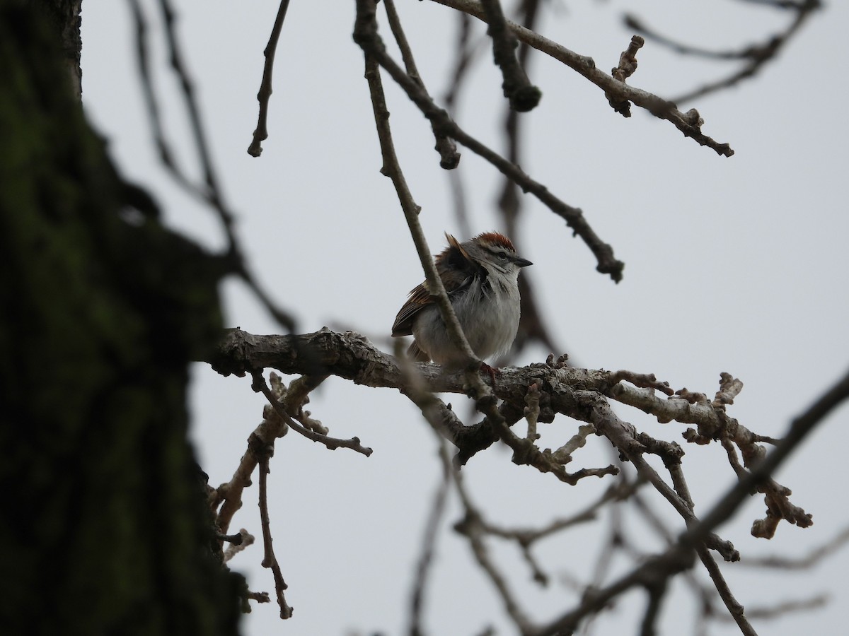 Chipping Sparrow - ML152357461