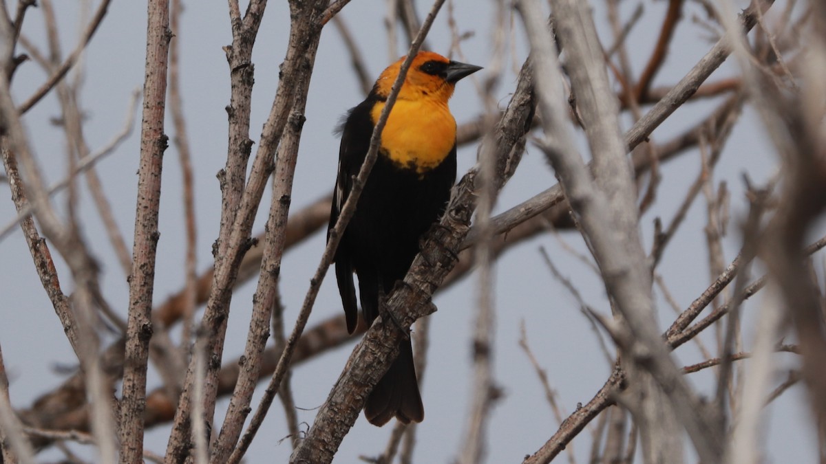 Yellow-headed Blackbird - Bez Bezuidenhout