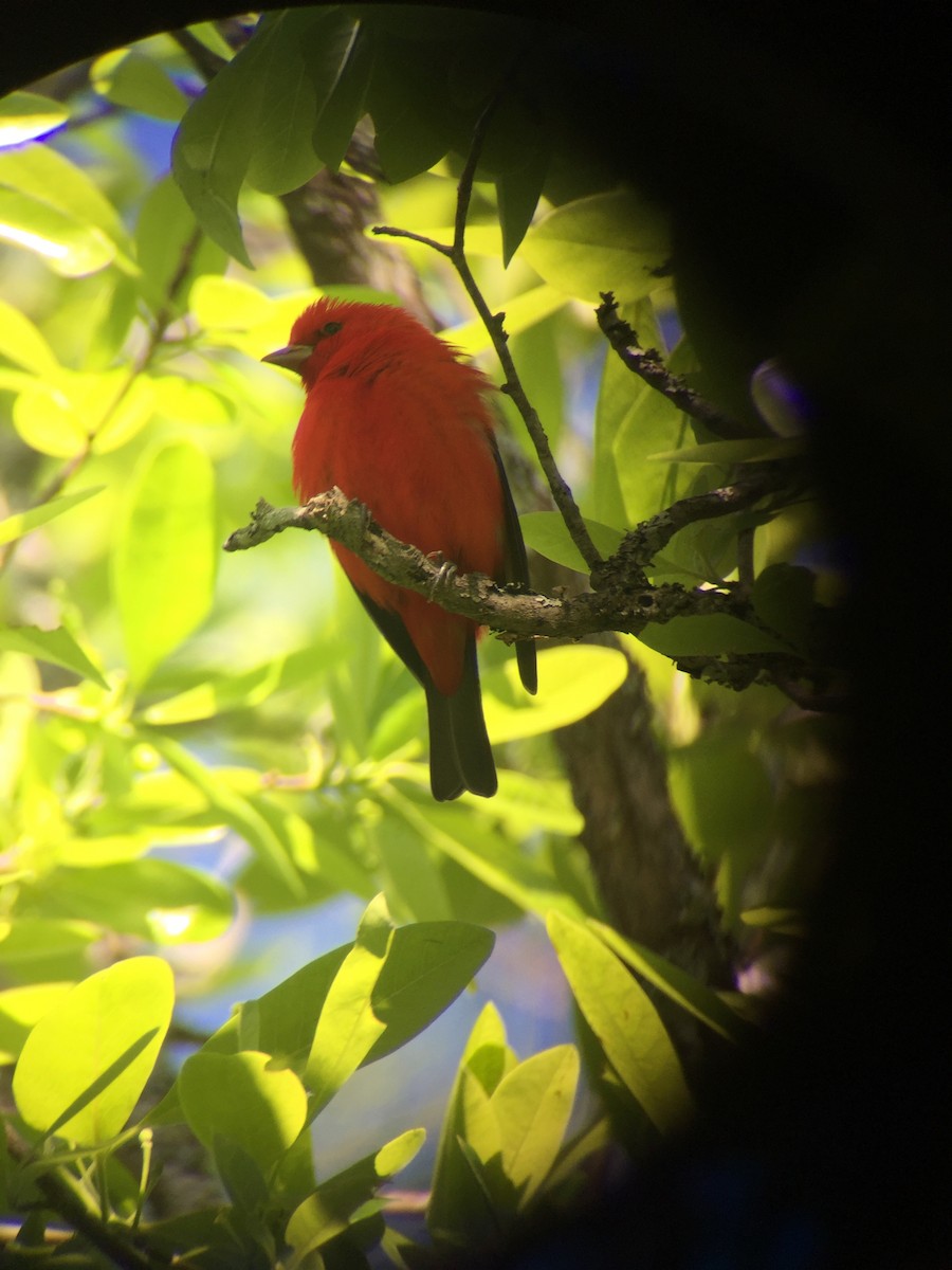 Scarlet Tanager - ML152357871